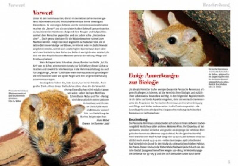 Preview: Die Persische Rennmaus